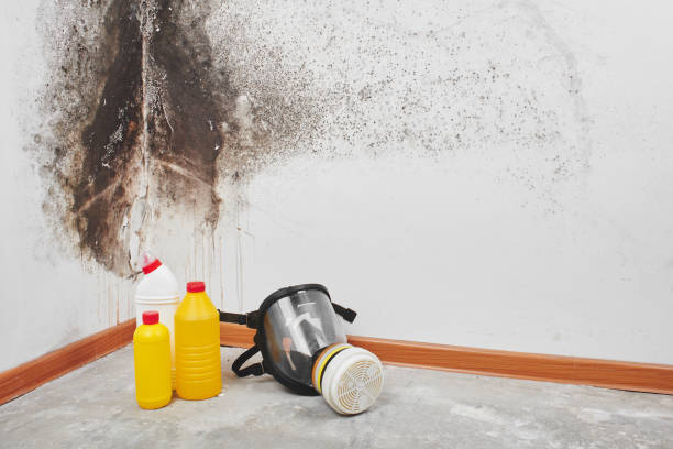 Best Commercial Mold Removal  in Moorhead, MN