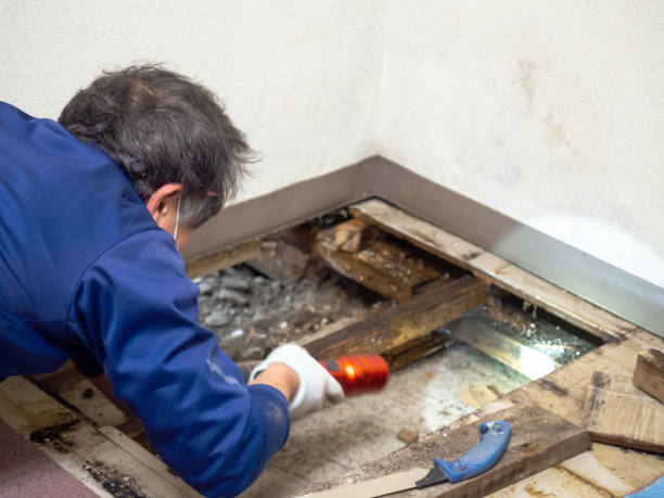 Best Water Damage Restoration  in Moorhead, MN