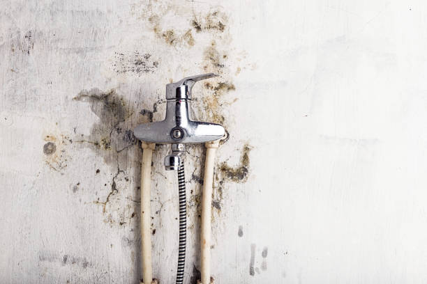 Best Office Mold Removal Services  in Moorhead, MN