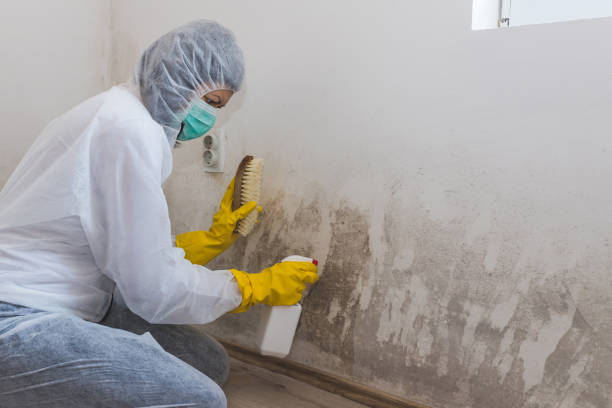 Best Certified Mold Removal  in Moorhead, MN