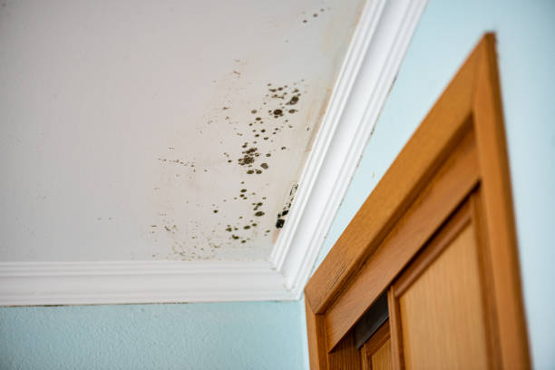 Best Mold Inspection  in Moorhead, MN