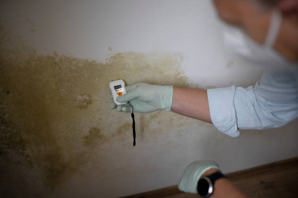 Best Professional Mold Removal  in Moorhead, MN