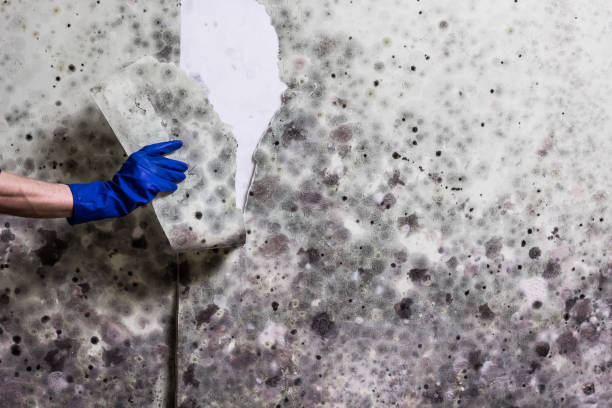 Best Same-Day Mold Removal  in Moorhead, MN