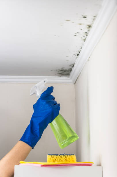 Best Toxic Mold Removal  in Moorhead, MN
