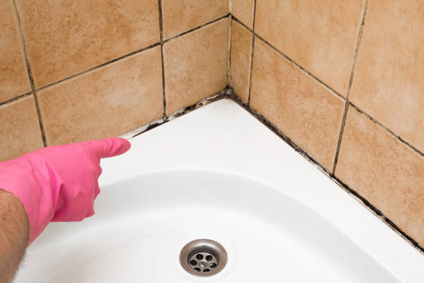 Best Local Mold Removal Service  in Moorhead, MN